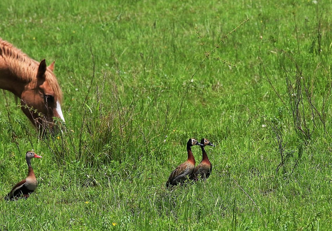 White-faced Whisling Ducks With a Black-bellied Whistling Duck by the road to Hato La Aurora Dendrocygna viduata,Hato La Aurora,Los Llanos,White-faced Whistling Duck