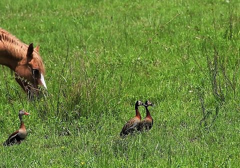 White-faced Whisling Ducks With a Black-bellied Whistling Duck by the road to Hato La Aurora Dendrocygna viduata,Hato La Aurora,Los Llanos,White-faced Whistling Duck