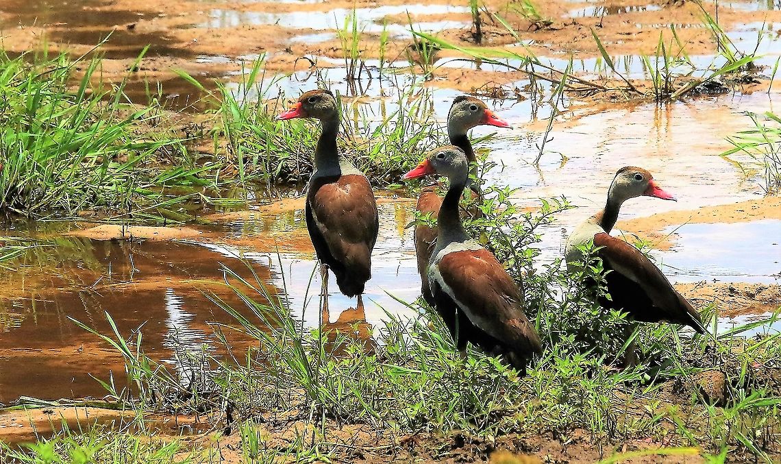 Black-bellied Whistling Ducks On the road to Hato La Aurora Black-bellied whistling duck,Dendrocygna autumnalis,Hato La Aurora,Los Llanos