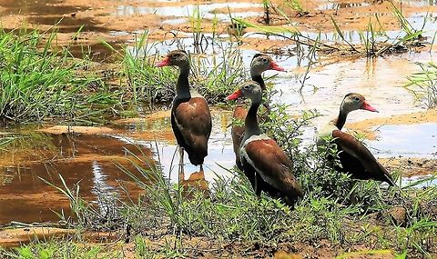 Black-bellied Whistling Ducks On the road to Hato La Aurora Black-bellied whistling duck,Dendrocygna autumnalis,Hato La Aurora,Los Llanos