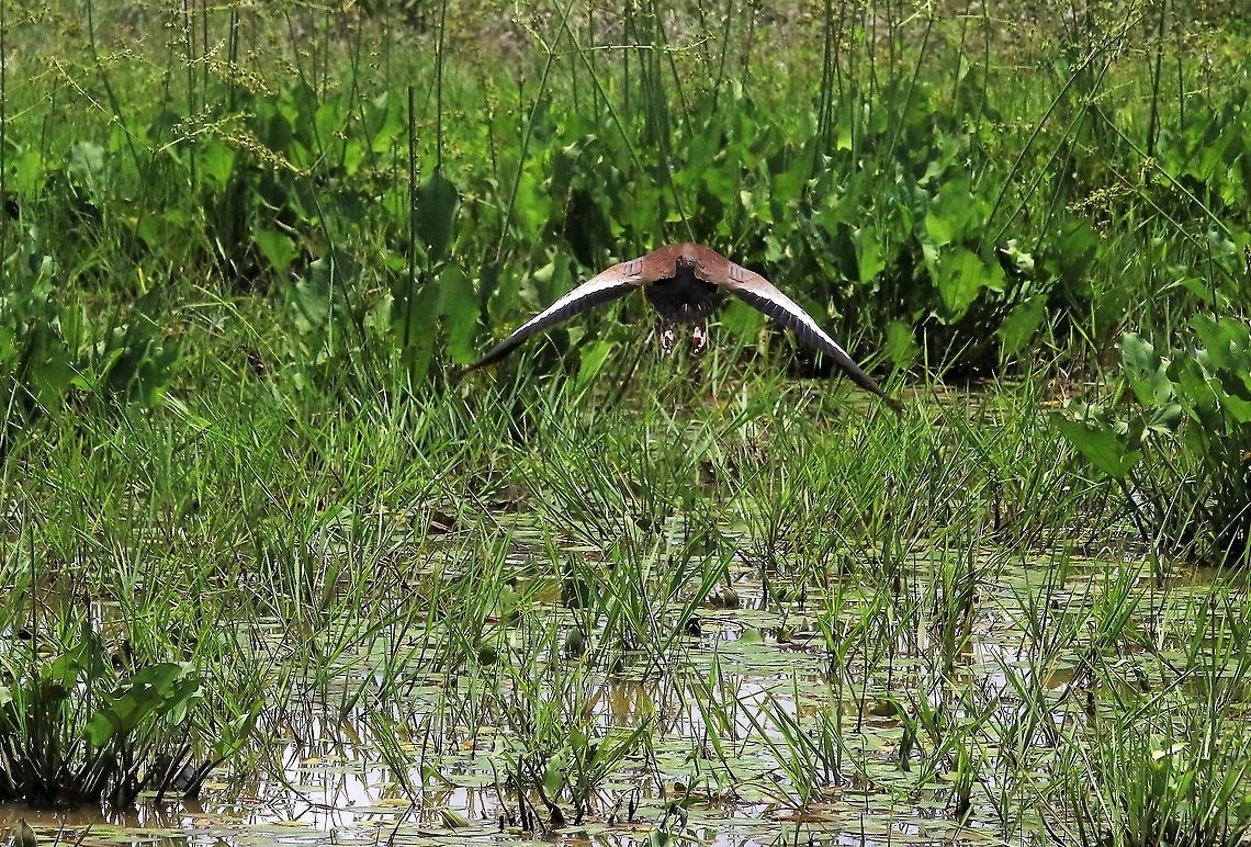 Black-bellied Whistling Duck in flight Los Llanos Black-bellied whistling duck,Dendrocygna autumnalis,Hato La Aurora,Los Llanos