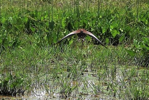 Black-bellied Whistling Duck in flight Los Llanos Black-bellied whistling duck,Dendrocygna autumnalis,Hato La Aurora,Los Llanos