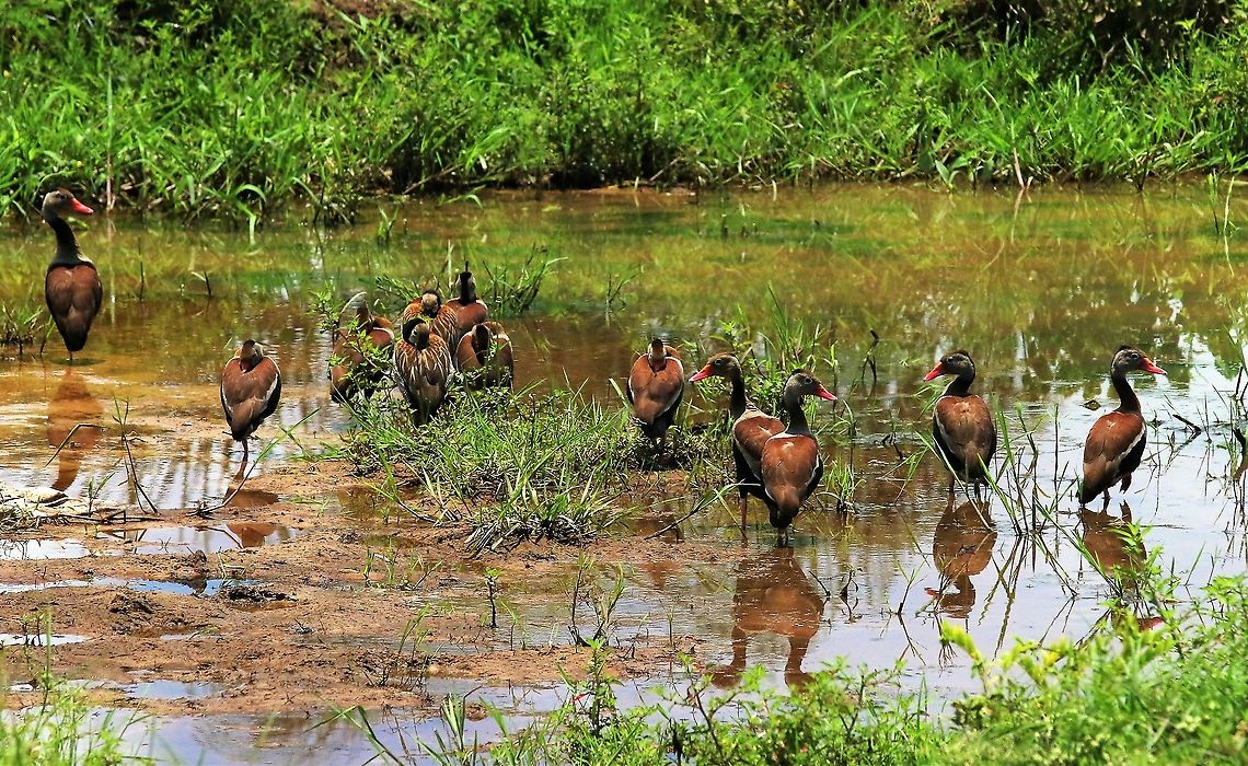 Black-bellied Whistling Ducks By the roadside on the way to Hato La Aurora Black-bellied whistling duck,Dendrocygna autumnalis,Hato La Aurora,Los Llanos