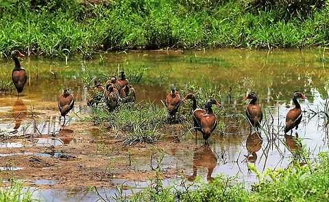 Black-bellied Whistling Ducks By the roadside on the way to Hato La Aurora Black-bellied whistling duck,Dendrocygna autumnalis,Hato La Aurora,Los Llanos