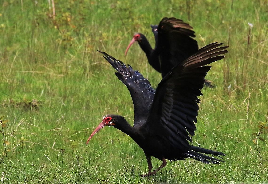 Sharp-tailed Ibis A pair by the road en route to Hato La Aurora Cercibis oxycerca,Hato La Aurora,Los Llanos,Sharp-tailed ibis