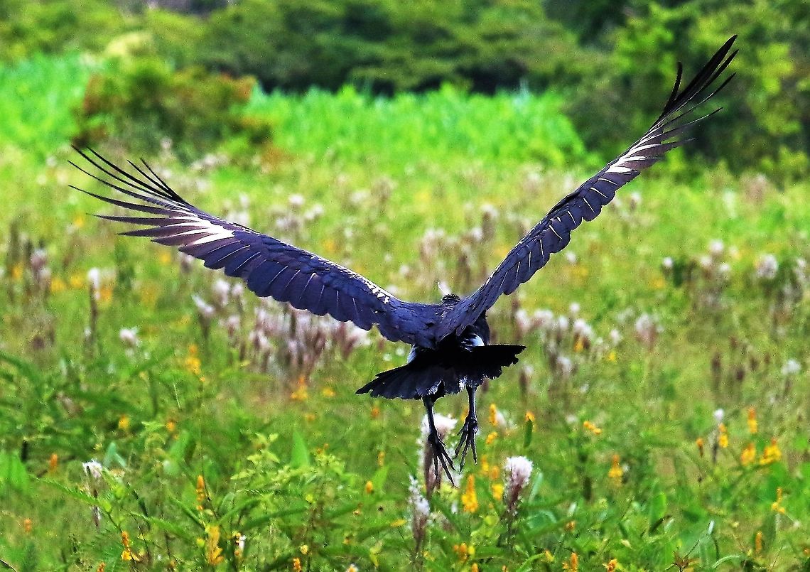 Horned Screamer in flight A big bird flying Anhima cornuta,Hato La Aurora,Horned screamer,Los Llanos