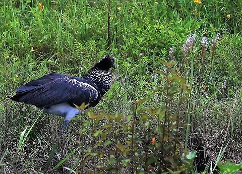 Horned Screamer En route to Hato La Aurora Anhima cornuta,Hato La Aurora,Horned screamer,Los Llanos