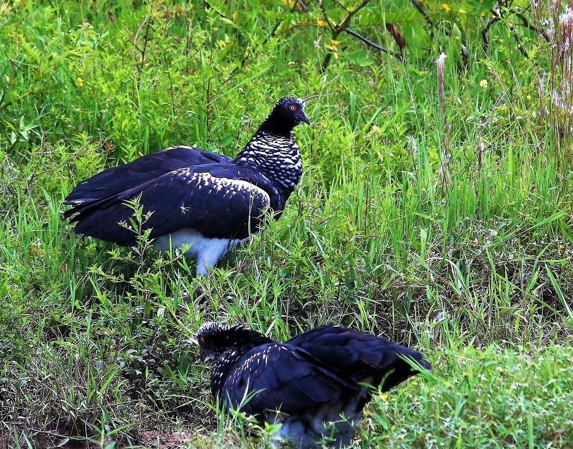 Horned Screamers A pair of screamers - stunning eyes!! Anhima cornuta,Hato La Aurora,Horned screamer,Los Llanos