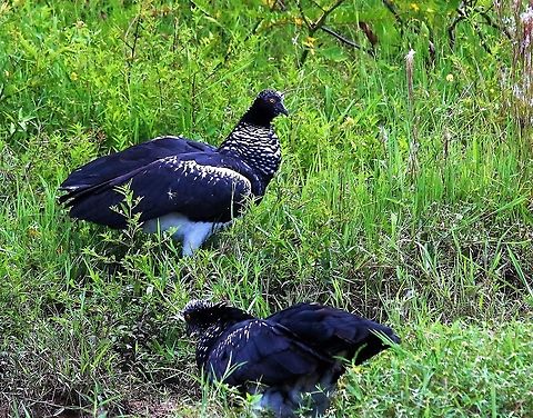 Horned Screamers A pair of screamers - stunning eyes!! Anhima cornuta,Hato La Aurora,Horned screamer,Los Llanos