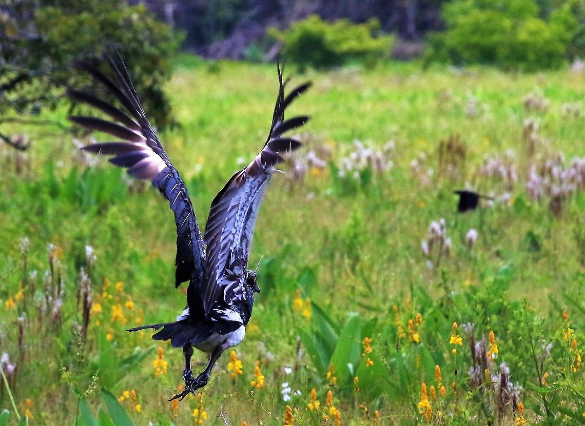 Horned Screamer in flight A lot of power flying over the flora of Los Llanos Anhima cornuta,Hato La Aurora,Horned screamer,Los Llanos