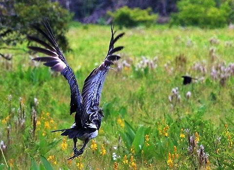 Horned Screamer in flight A lot of power flying over the flora of Los Llanos Anhima cornuta,Hato La Aurora,Horned screamer,Los Llanos