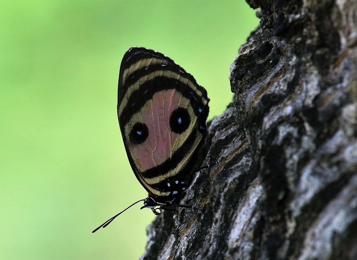 Callicore pitheas The Two-eyed Eighty-eight butterfly by Rio Ariporo. Callicore pitheas,Hato La Aurora,Rio Ariporo,Two-eyed Eighty-eight