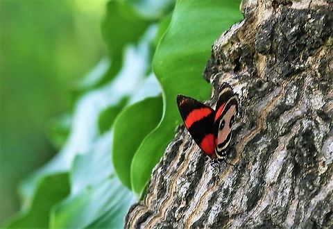 Callicore pitheas A striking butterfly common by the waterside Callicore pitheas,Hato La Aurora,Rio Ariporo,Two-eyed Eighty-eight