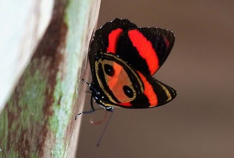 Callicore pitheas Backlit two-eyed Eighty-eight Callicore pitheas,Hato La Aurora,Rio Ariporo,Two-eyed Eighty-eight