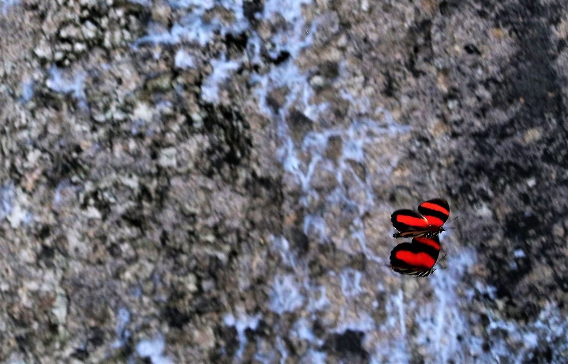 Callicore pitheas Display flight Callicore pitheas,Hato La Aurora,Rio Ariporo,Two-eyed Eighty-eight