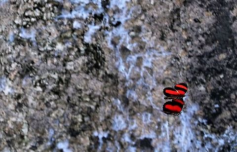 Callicore pitheas Display flight Callicore pitheas,Hato La Aurora,Rio Ariporo,Two-eyed Eighty-eight