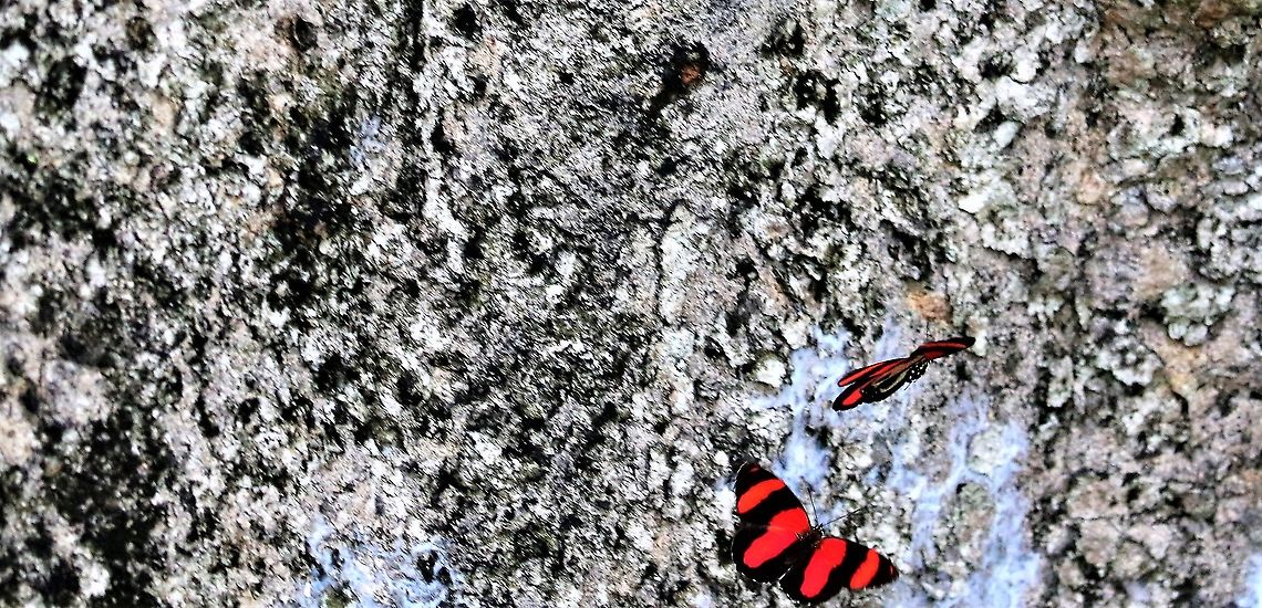 Callicore pitheas, Display flight Display flight, very striking Callicore pitheas,Hato La Aurora,Rio Ariporo,Two-eyed Eighty-eight