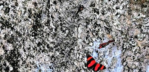 Callicore pitheas, Display flight Display flight, very striking Callicore pitheas,Hato La Aurora,Rio Ariporo,Two-eyed Eighty-eight