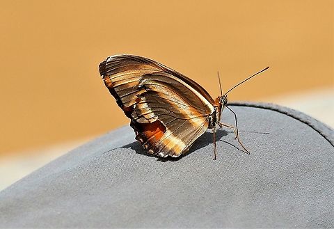 Orange banded heliconian On Rio Ariporo, Los Llanos Banded Orange Heliconian,Dryadula phaetusa,Hato La Aurora,Rio Ariporo