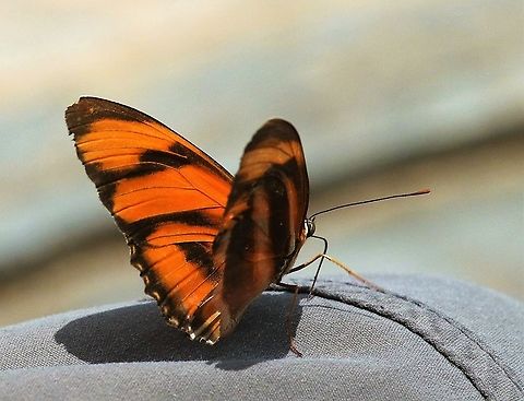 Orange banded heliconian On the Rio Ariporo Banded Orange Heliconian,Dryadula phaetusa,Hato La Aurora,Rio Ariporo