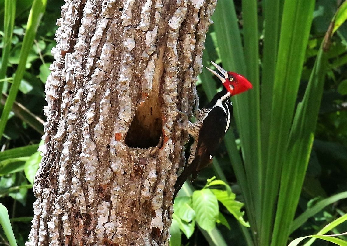 Crimson-crested Woodpecker Nest-hole in tree on edge of Rio Ariporo Campephilus melanoleucos,Hato La Aurora,Rio Ariporo,crimson-crested woodpecker