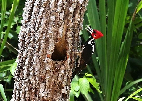 Crimson-crested Woodpecker Nest-hole in tree on edge of Rio Ariporo Campephilus melanoleucos,Hato La Aurora,Rio Ariporo,crimson-crested woodpecker