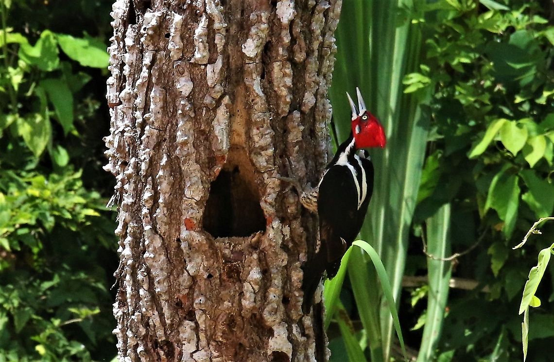 Crimson-crested Woodpecker by nesthole Besides Rio Ariporo Campephilus melanoleucos,Hato La Aurora,Rio Ariporo,crimson-crested woodpecker