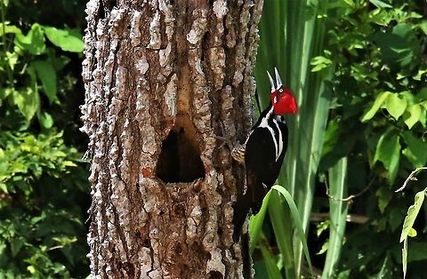 Crimson-crested Woodpecker by nesthole Besides Rio Ariporo Campephilus melanoleucos,Hato La Aurora,Rio Ariporo,crimson-crested woodpecker