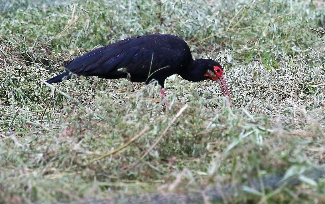 Sharp-tailed Ibis  Cercibis oxycerca,Hato La Aurora,Los Llanos,Sharp-tailed ibis