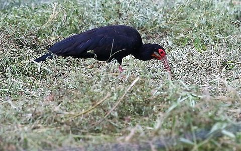 Sharp-tailed Ibis  Cercibis oxycerca,Hato La Aurora,Los Llanos,Sharp-tailed ibis