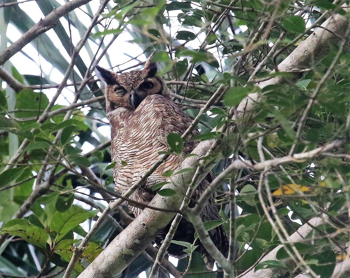 Great Horned Owl By the Rio Ariporo, keeping a beady eye on the photographer Bubo virginianus,Great Horned Owl,Hato La Aurora,Los Llanos
