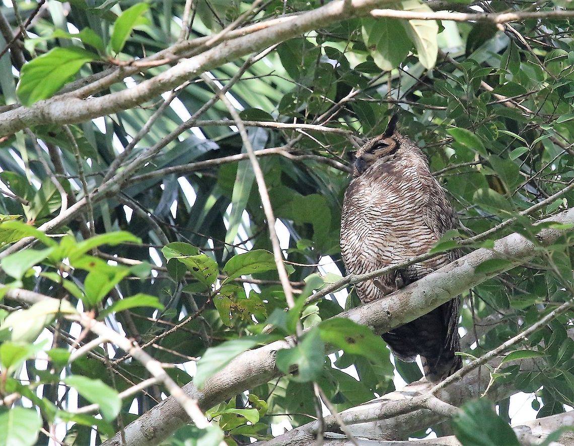 Great Horned Owl By the Rio Ariporo Bubo virginianus,Great Horned Owl,Hato La Aurora,Los Llanos