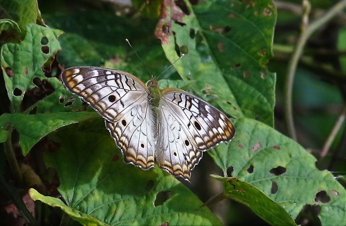 White Peacock Besides the Rio Ariporo Anartia jatrophae,Hato La Aurora,Los Llanos,White Peacock