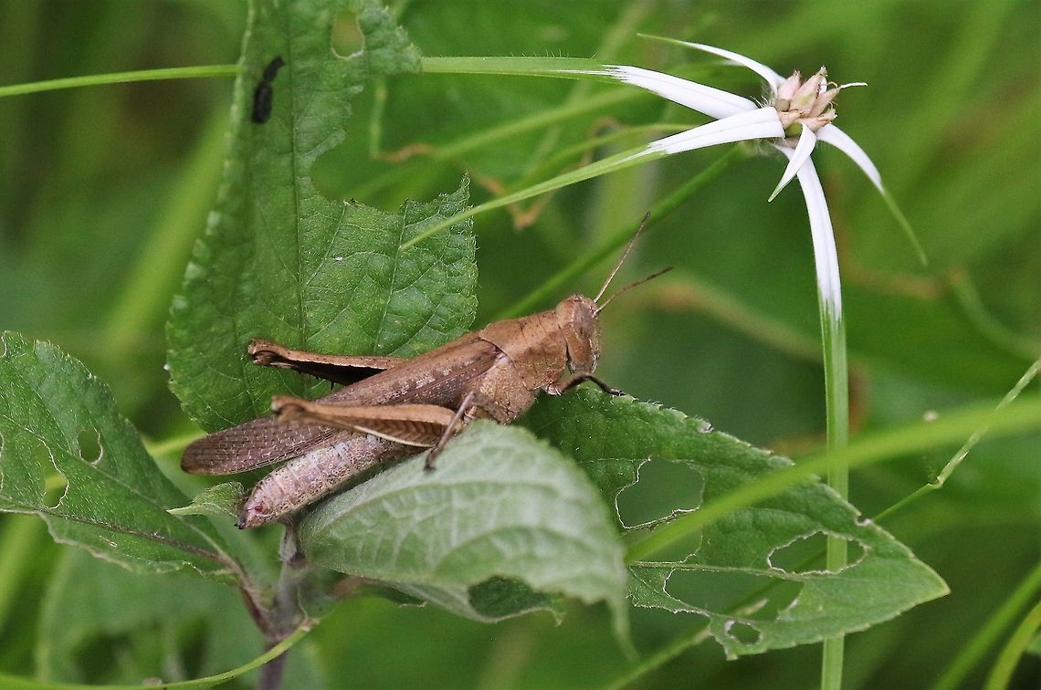 Rhynchospora nervosa White-top Sedge with grasshopper - a Xyleus sp (possibly discoiseus) Hato La Aurora,Los Llanos,Rhynchospora nervosa,White-top Sedge,Xyleus sp