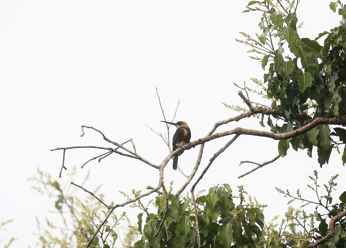 Pale-headed Jacamar At Hato La Aurora Brachygalba goeringi,Hato La Aurora,Pale-headed jacamar,Rio Ariporo