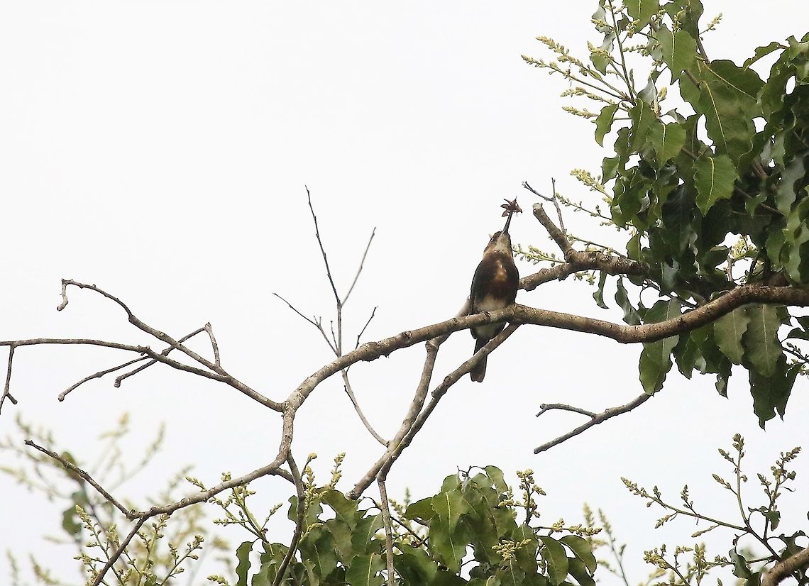 Pale-headed Jacamar With moth close by the Rio Ariporo Brachygalba goeringi,Hato La Aurora,Pale-headed jacamar,Rio Ariporo