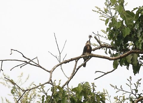 Pale-headed Jacamar With moth close by the Rio Ariporo Brachygalba goeringi,Hato La Aurora,Pale-headed jacamar,Rio Ariporo