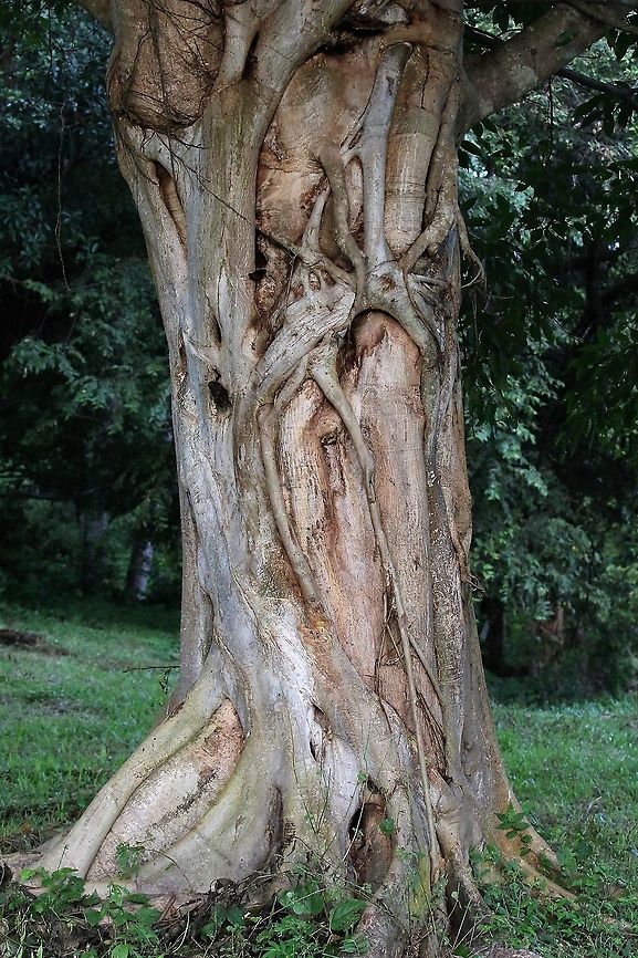 Ficus citrifolia Strangler fig Ficus citrifolia,Hato La Aurora,Los Llanos,Shortleaf Fig