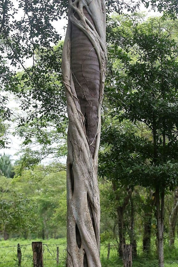 Ficus citrifolia Strangler fig Ficus citrifolia,Hato La Aurora,Los Llanos,Shortleaf Fig