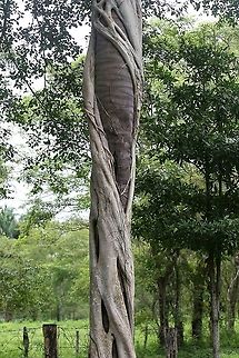 Ficus citrifolia Strangler fig Ficus citrifolia,Hato La Aurora,Los Llanos,Shortleaf Fig