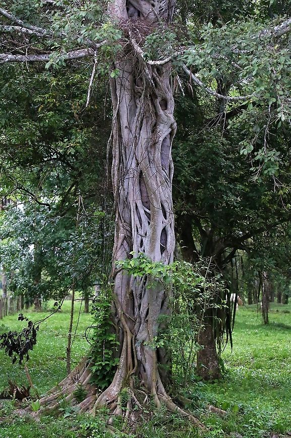 Ficus citrifolia Strangler fig Ficus citrifolia,Hato La Aurora,Los Llanos,Shortleaf Fig