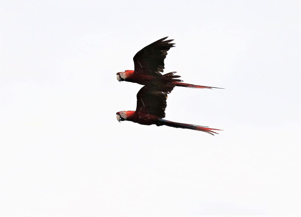 Pair of Scarlet Macaws They pair for life and live up to 75 years in the wild Ara macao,Hato La Aurora,Rio Ariporo,Scarlet macaw