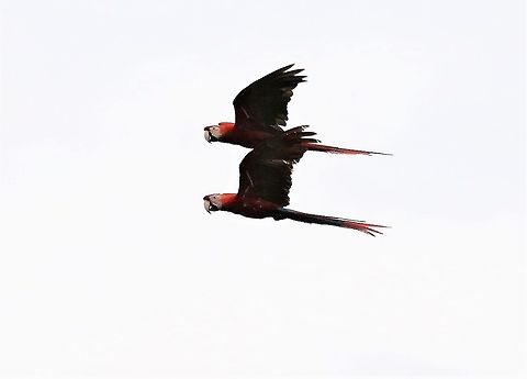 Pair of Scarlet Macaws They pair for life and live up to 75 years in the wild Ara macao,Hato La Aurora,Rio Ariporo,Scarlet macaw