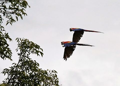 Pair of Scarlet Macaws Flying over the Rio Ariporo Ara macao,Hato La Aurora,Rio Ariporo,Scarlet macaw
