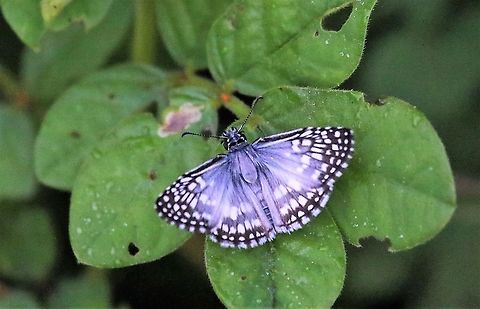 Tropical Checkered Skipper Briefly seen besides the Rio Ariporo Hato La Aurora,Los Llanos,Pyrgus oileus,Tropical checkered skipper
