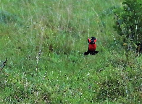 Vermilion Flycatcher in the rain Found on Los Llanos, in Casanare state Hato La Aurora,Los,Pyrocephalus obscurus,Vermilion flycatcher