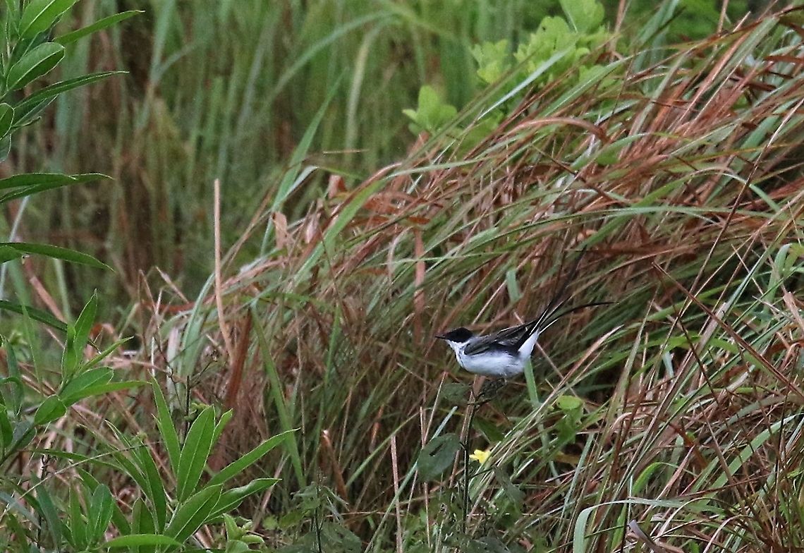 Scissor-tailed Flycatcher On the Llanos  Fork-tailed flycatcher,Hato La Aurora,Los Llanos,Tyrannus savana