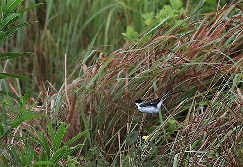 Scissor-tailed Flycatcher On the Llanos  Fork-tailed flycatcher,Hato La Aurora,Los Llanos,Tyrannus savana