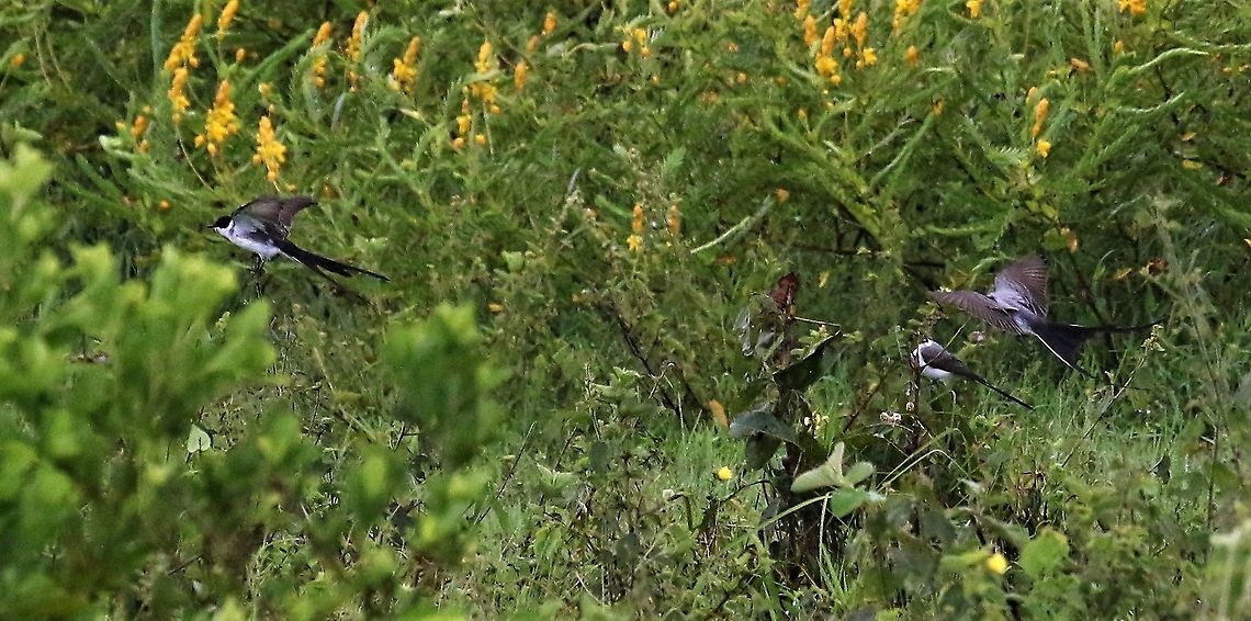 Group of Scissor-tailed Flyctchers On the Llanos Fork-tailed flycatcher,Hato La Aurora,Los Llanos,Tyrannus savana