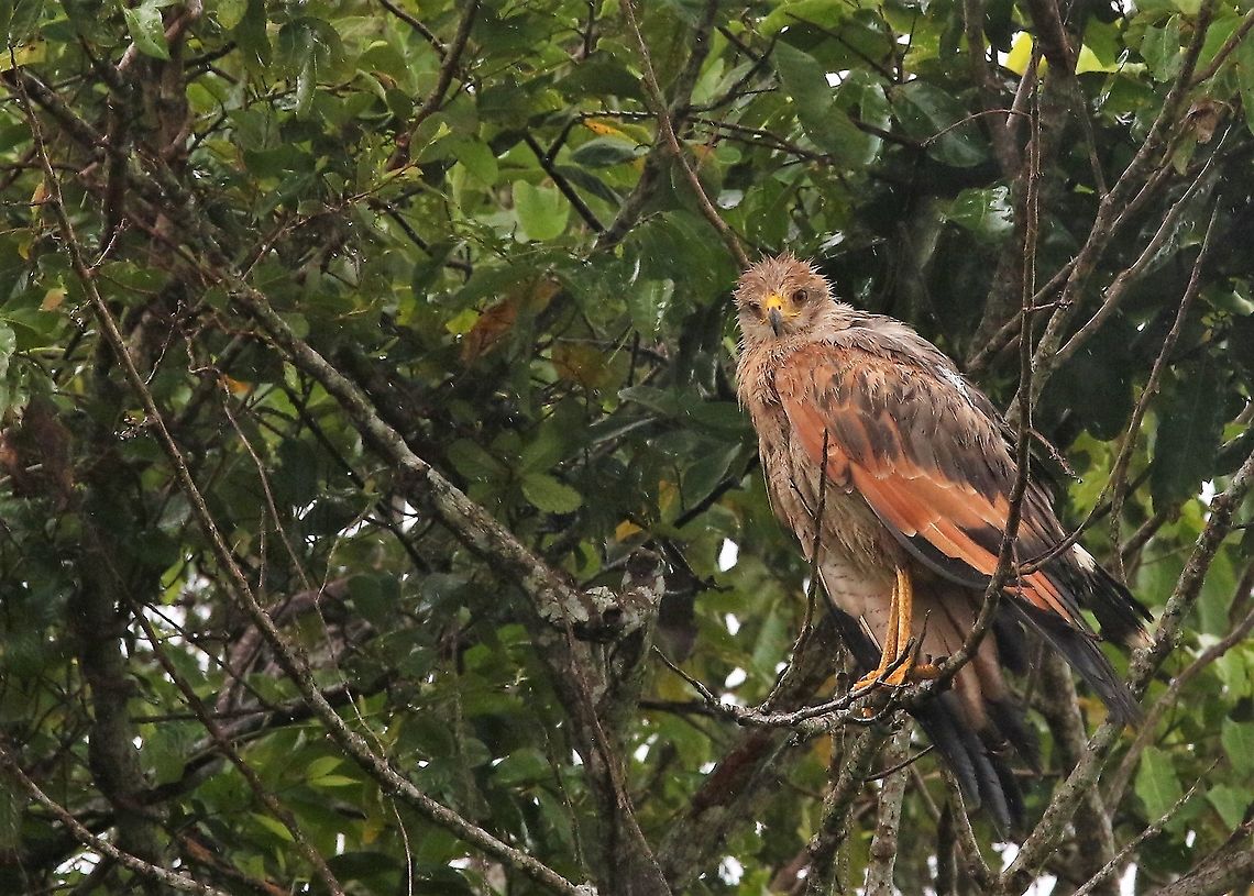 Savanna Hawk A wet Savanna Hawk on the Llanos Buteogallus meridionalis,Hato La Aurora,Los Llanos,Savanna Hawk